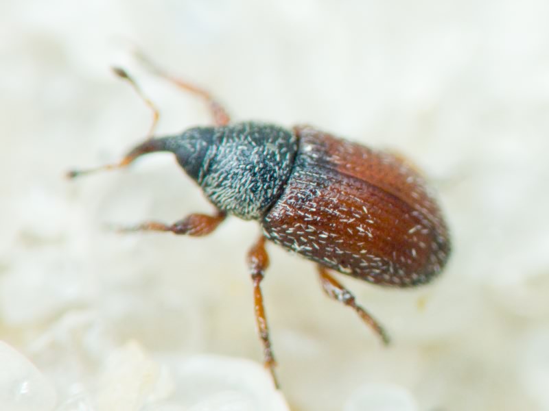 Mecinus plantaginis (Eppelsheimer, 1875)